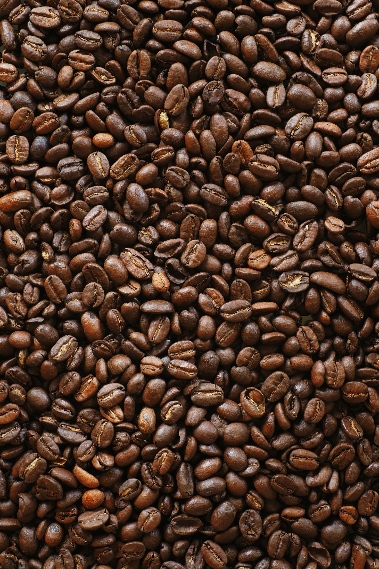 El viaje del café: de Oaxaca a tu taza